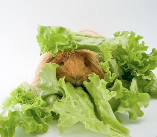 Lettuce to a Guinea Pig